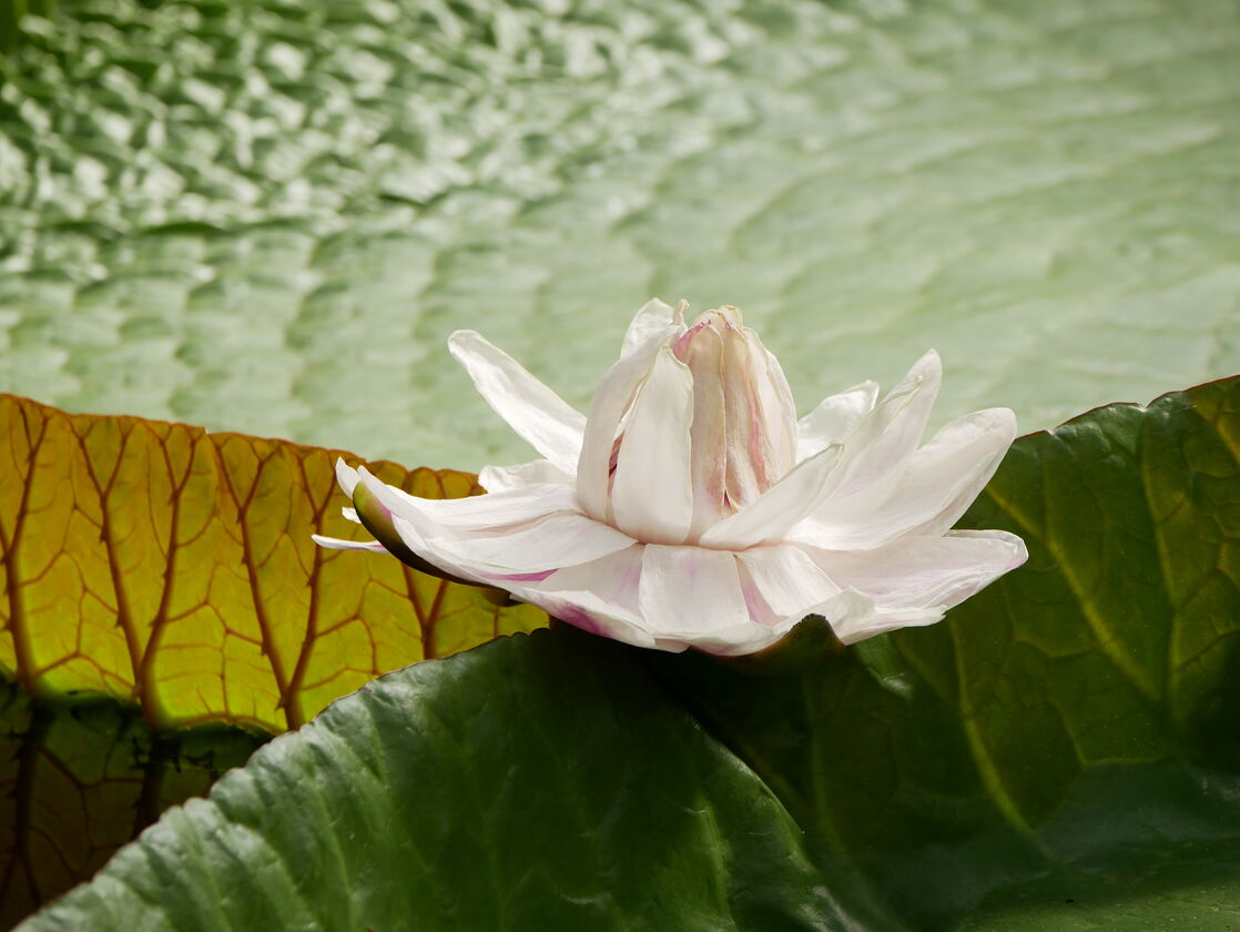 P1620736