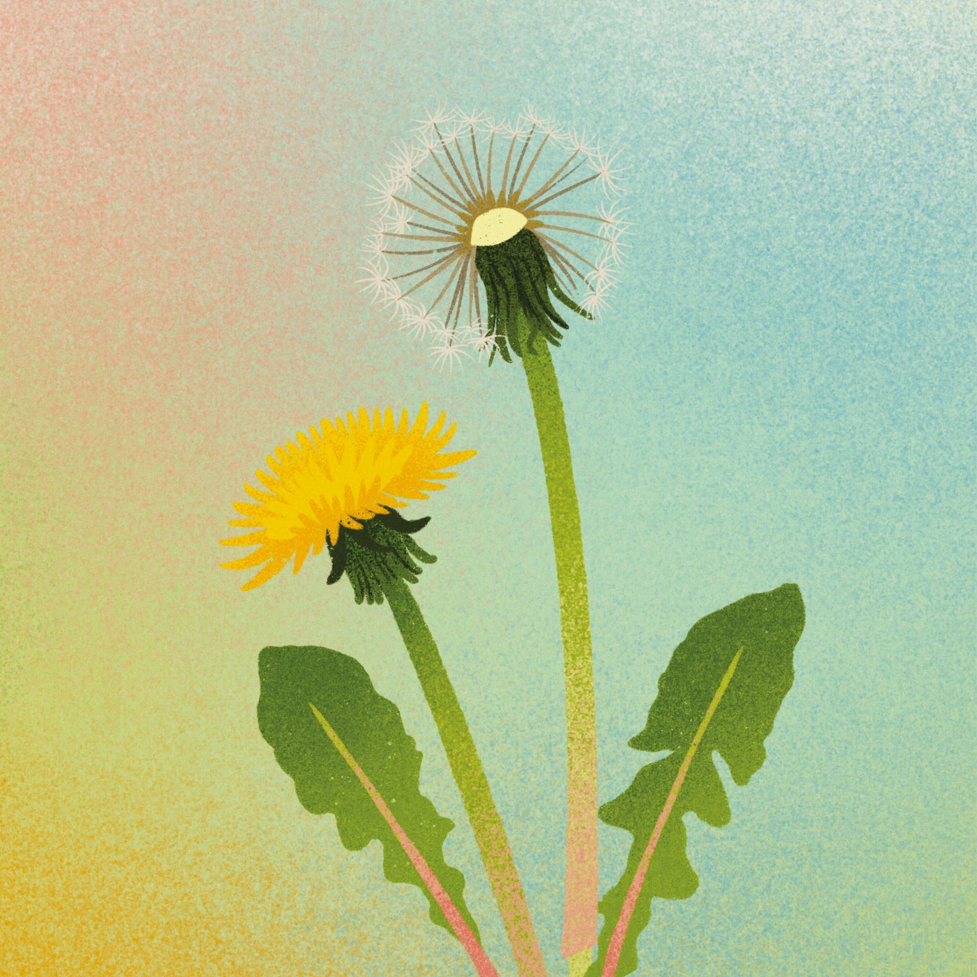 Paardenbloemen voorpret