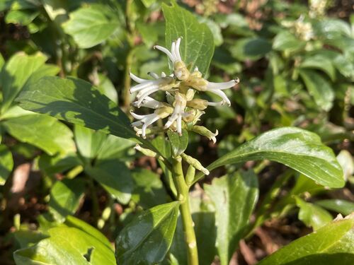 Pachysandra terminalis