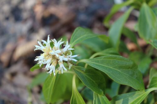 Pachysandra terminalis