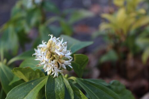 Pachysandra terminalis