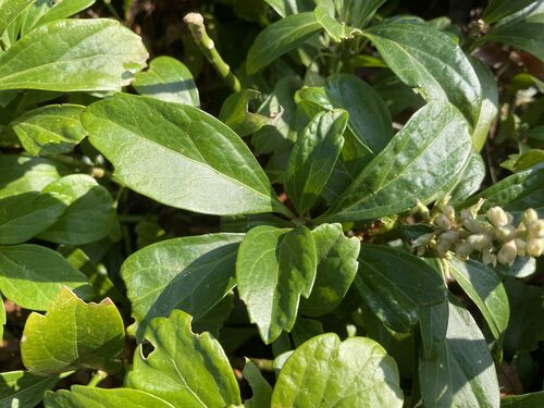 Pachysandra terminalis