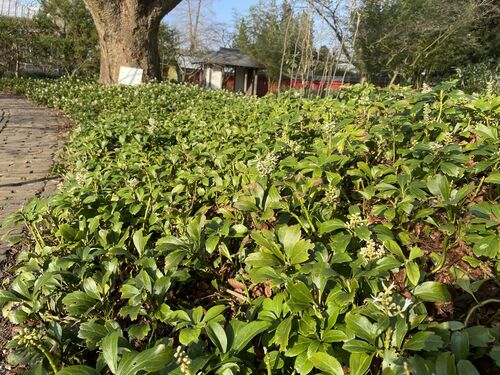 Pachysandra terminalis