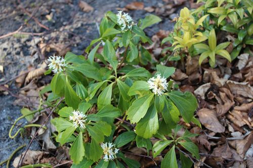 Pachysandra terminalis
