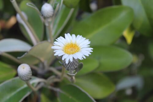 Pachystegia insignis