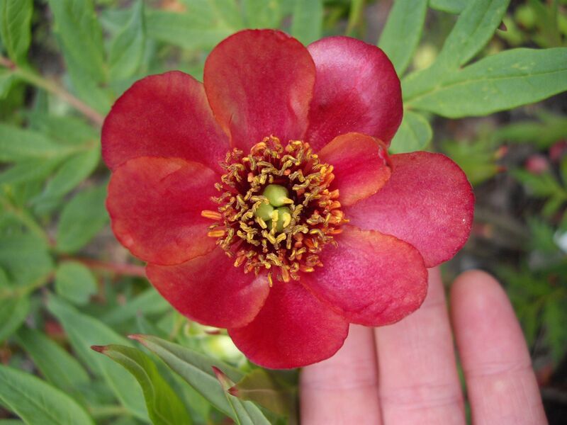 Paeonia delavayi