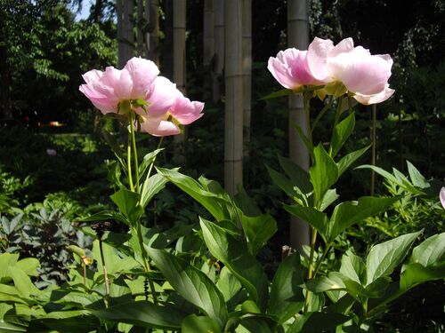 Paeonia lactiflora