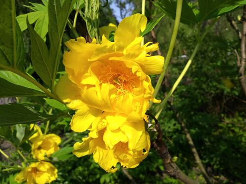 Paeonia ludlowii