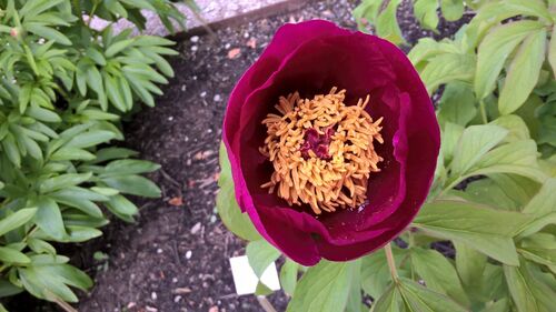 Paeonia mascula