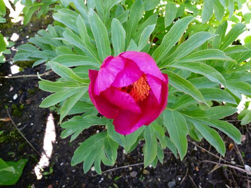Paeonia officinalis