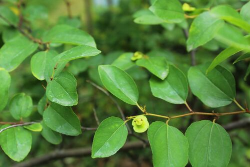 Paliurus spina-christi