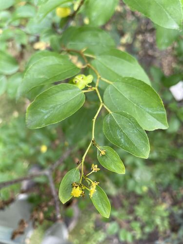 Paliurus spina-christi