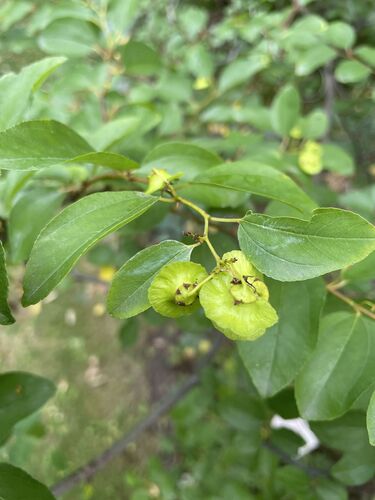 Paliurus spina-christi
