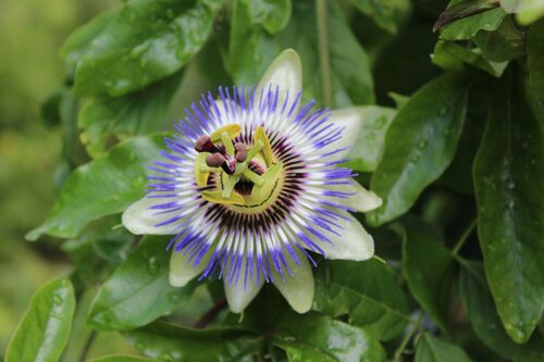 Passiflora caerulea