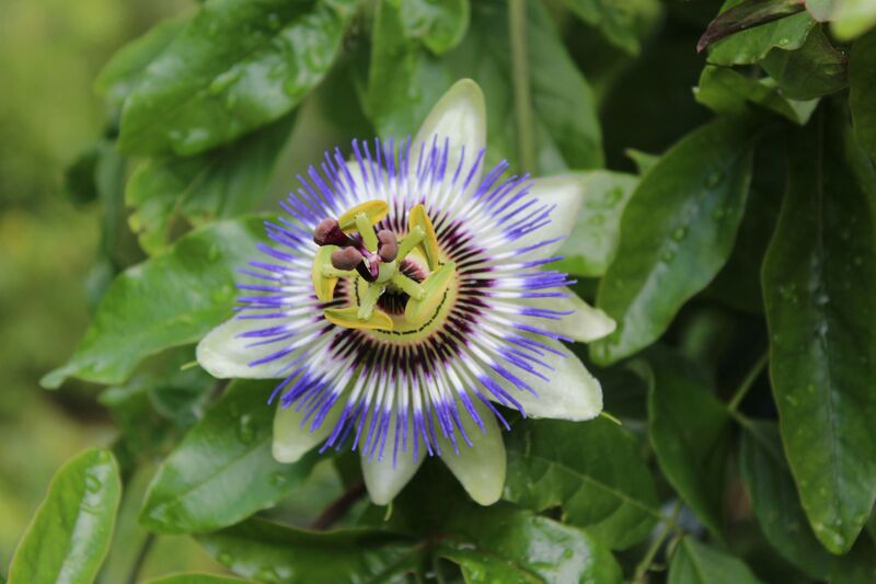 Passiflora caerulea