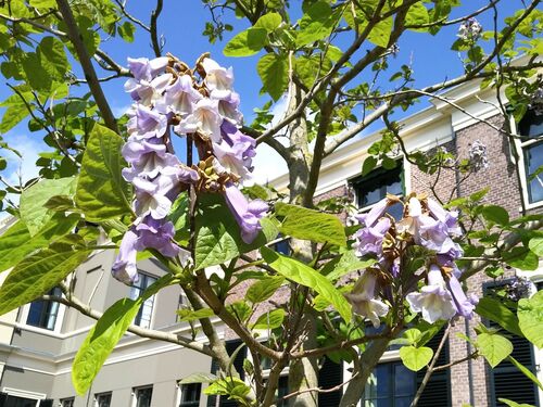 Paulownia tomentosa