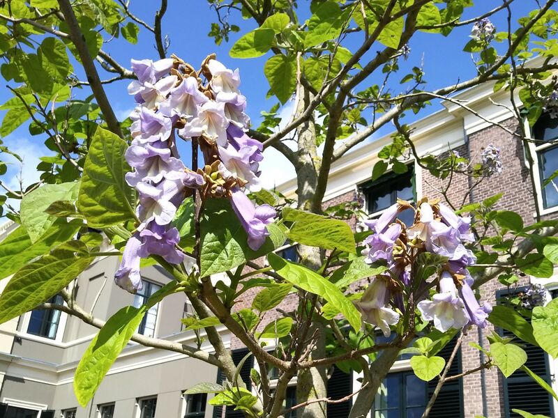 Paulownia tomentosa