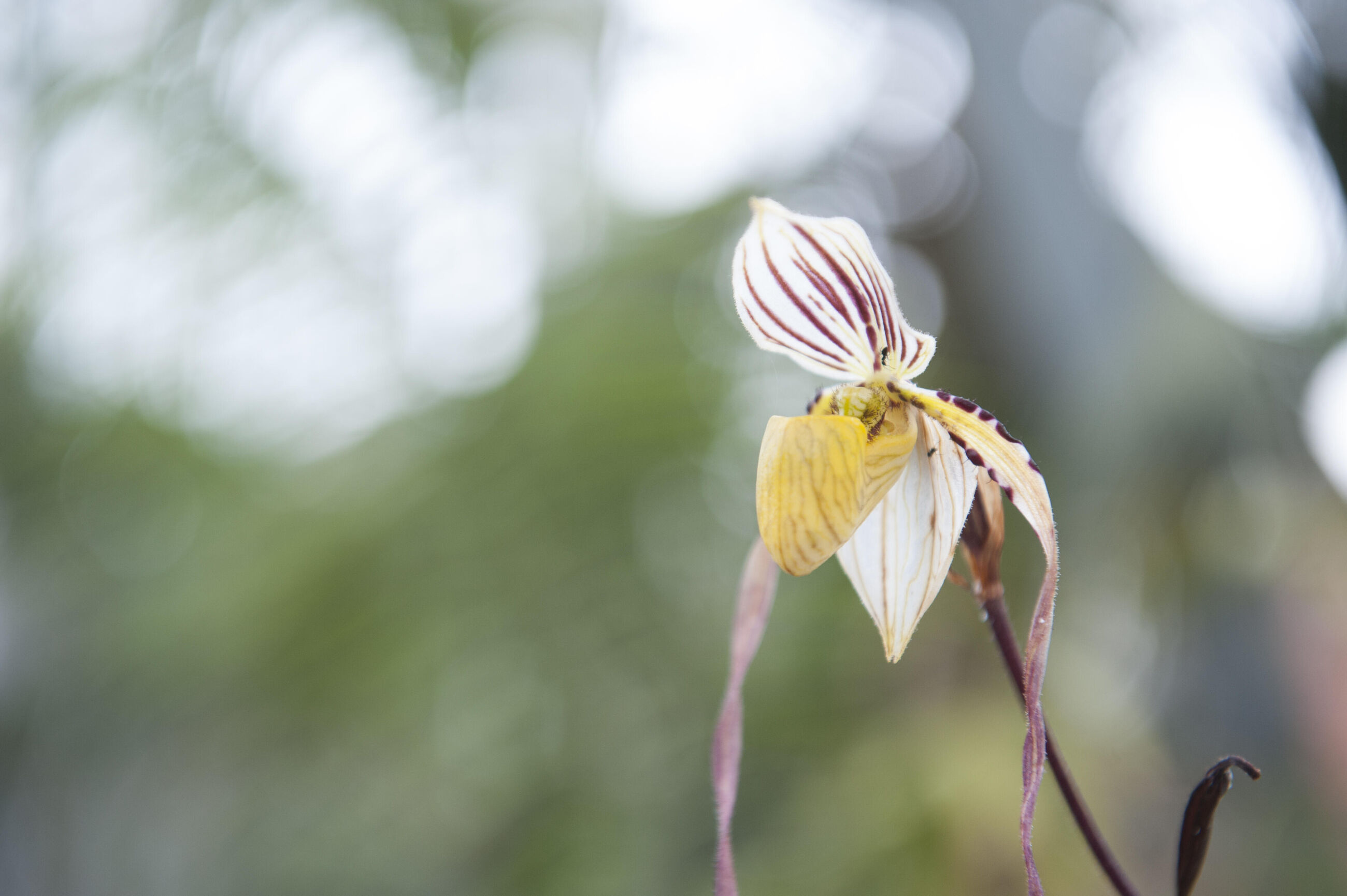 PERSBERICHT - Barbara Gravendeel nieuwe wetenschappelijk directeur Hortus botanicus Leiden