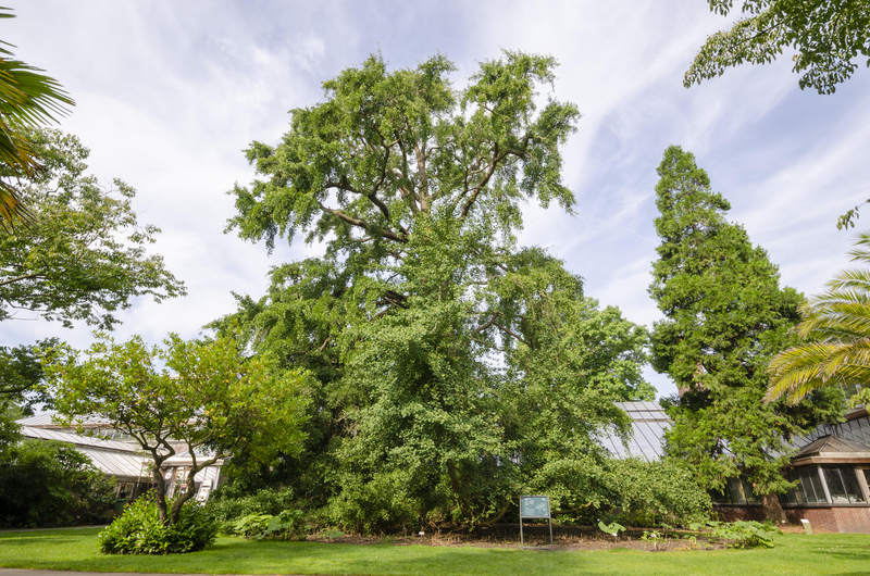 PERSBERICHT - Ginkgo in Leidse Hortus verkozen tot Boom van het Jaar 2024