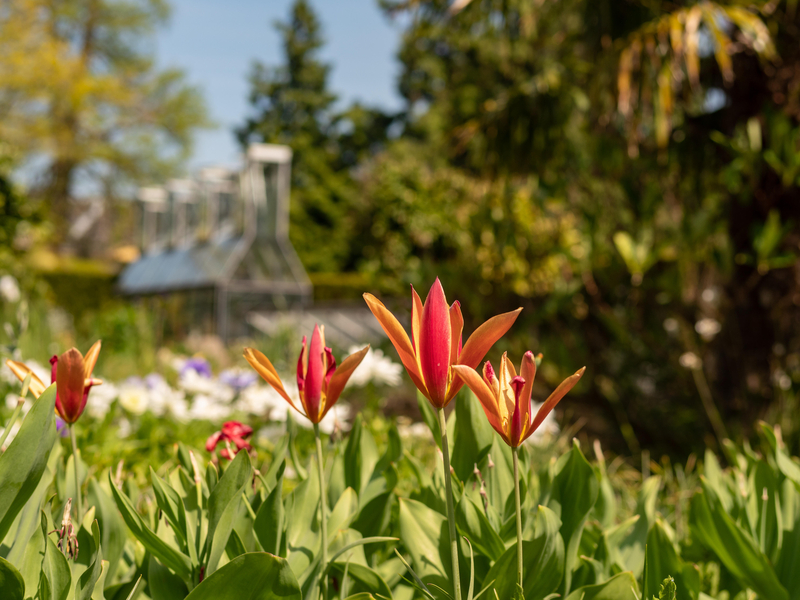 PERSBERICHT - Hortus botanicus Leiden benoemt Tom Schreuder tot nieuwe zakelijk directeur