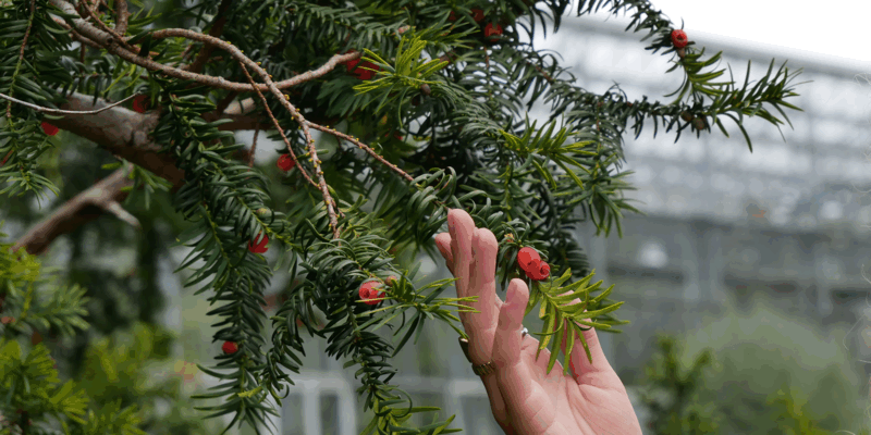 PERSBERICHT - Jaarprogrammering 2025 Hortus botanicus Leiden heeft thema ‘Plant & mens’