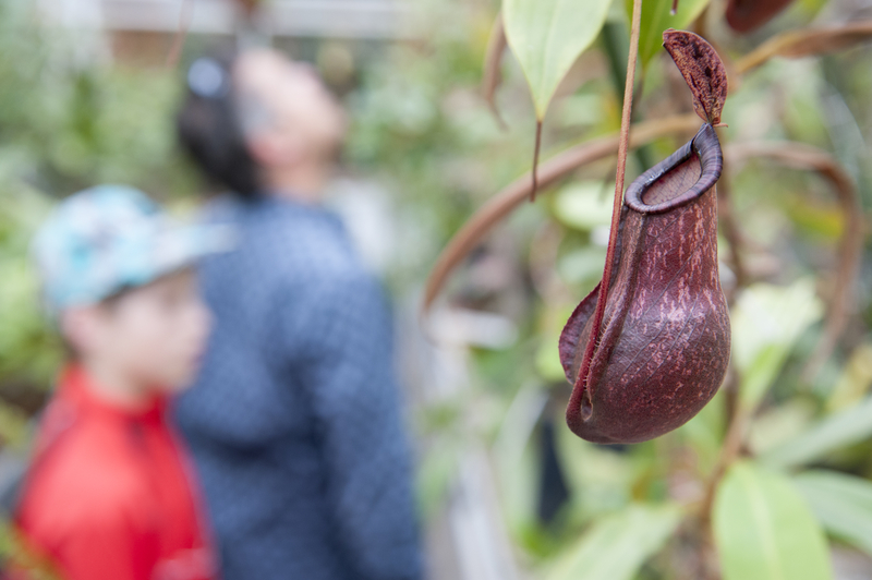 PERSBERICHT - Vleesetende planten veroveren Hortus Leiden: plantenmarkt en activiteiten voor de hele familie