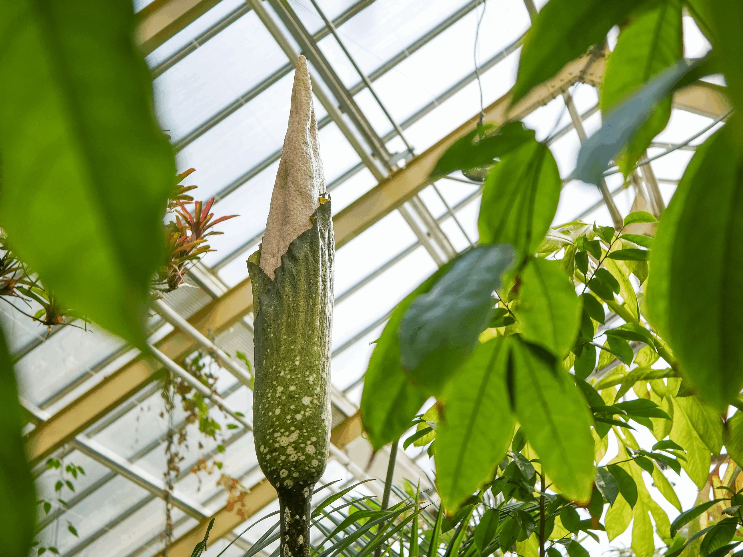 PERSBERICHT - Zeldzame ‘penisplant’ na vijf jaar opnieuw in bloei in Hortus botanicus Leiden