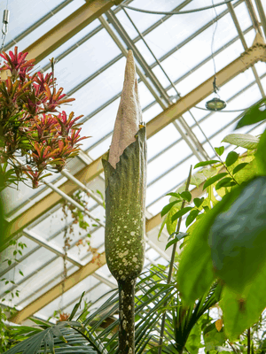 PERSFOTO Amorphophallus decus-silvae in Hortus botanicus Leiden (staand) _ (foto Hortus botanicus Leiden)