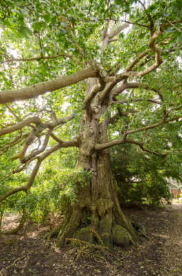 PERSFOTO Boom van het Jaar 2024 _ Ginkgo biloba in Hortus botanicus Leiden _ (foto Rob Visser) (2)