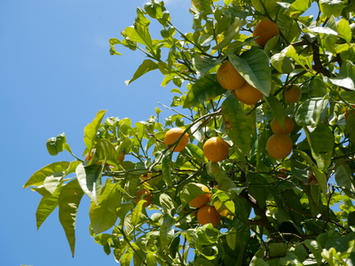 PERSFOTO Geurig Citrusevenement _ Sinaasappel (Citrus sinensis 'Osbeck') _ (foto Hortus botanicus Leiden)