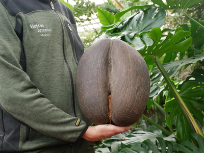 PERSFOTO Planten & Planeten _ Grootste plantenzaad ter wereld, coco de mer _ (foto Hortus botanicus Leiden)