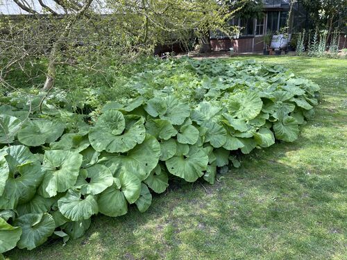 Petasites japonicus