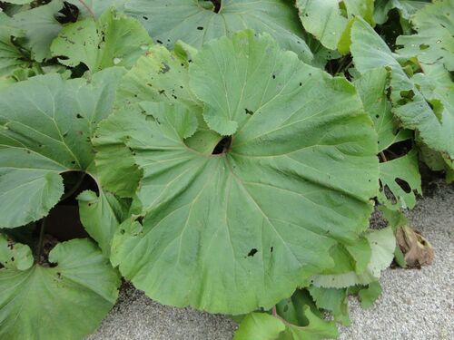 Petasites japonicus