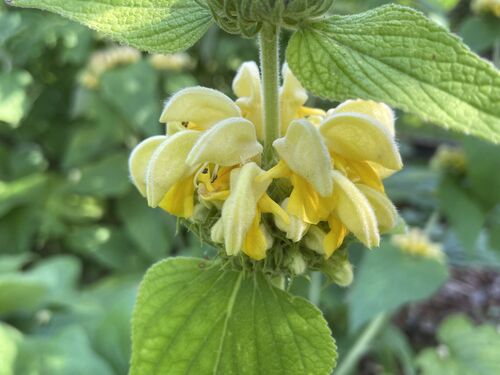 Phlomis russeliana