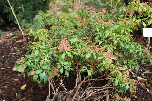 Pieris japonica