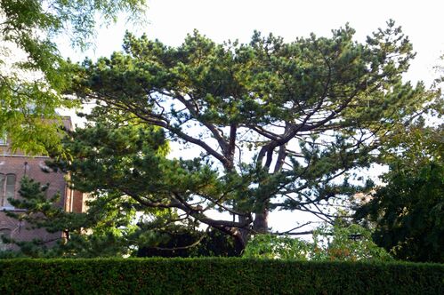 Pinus nigra var. nigra