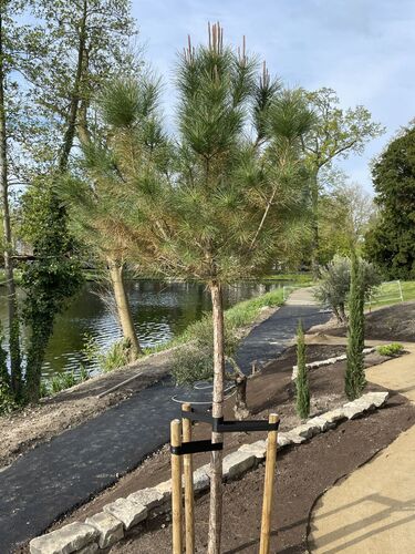 Pinus pinea