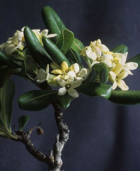 Pittosporum tobira