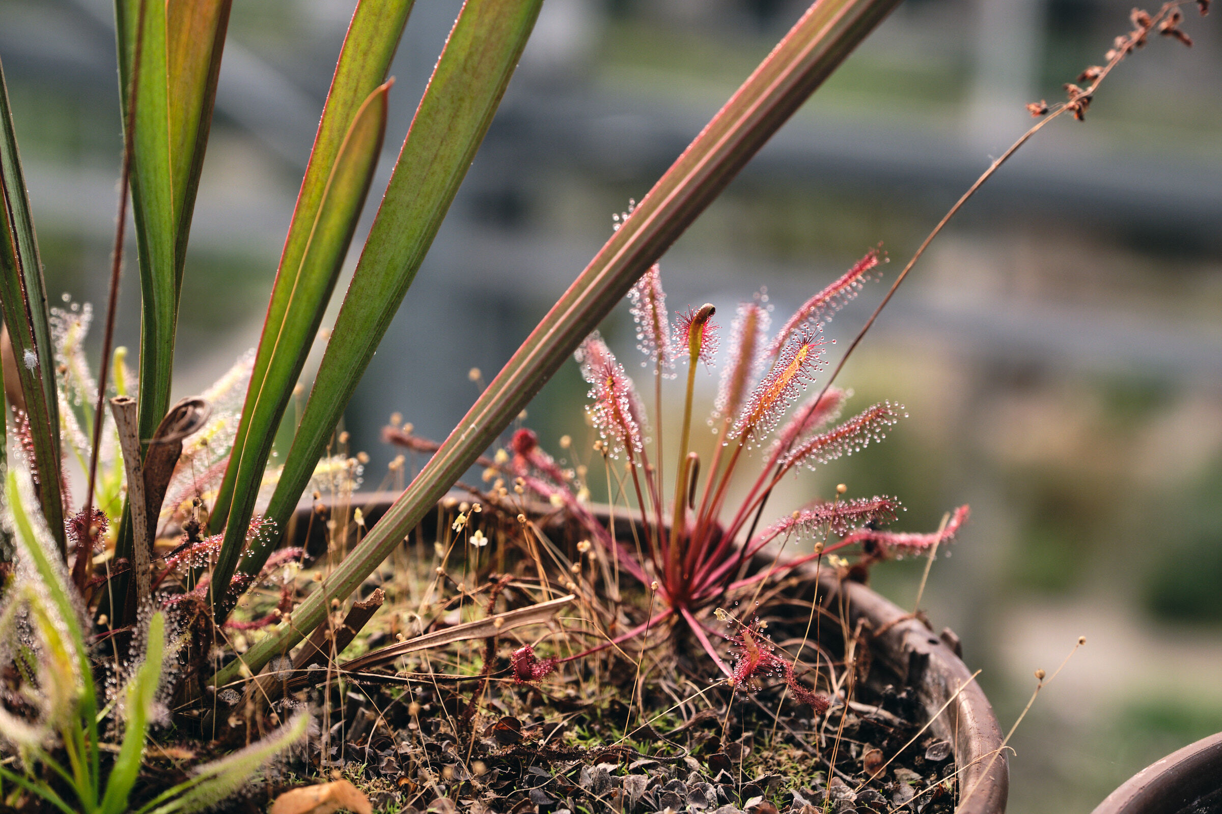 Plantendokter voor vleesetende planten