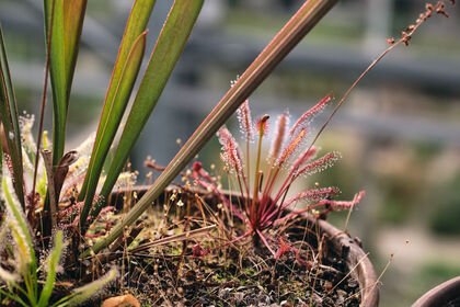 Plantendokter voor vleesetende planten
