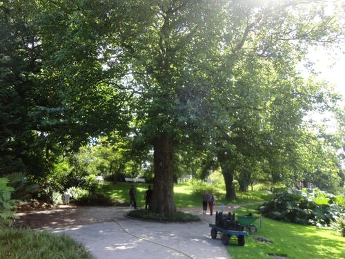 Platanus × hispanica