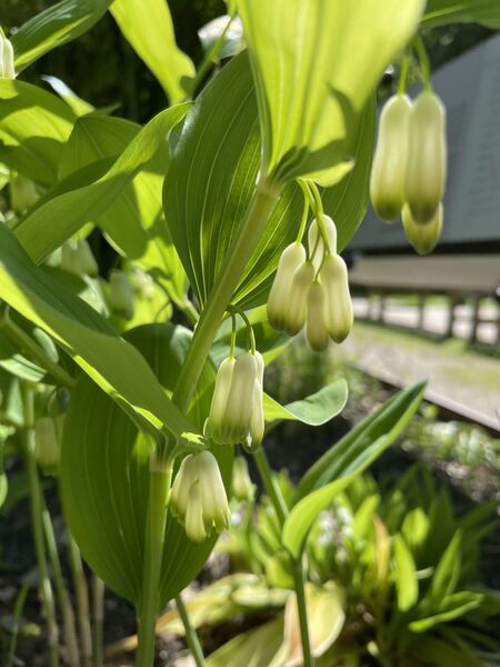 Polygonatum multiflorum