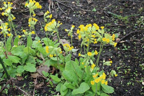 Primula veris