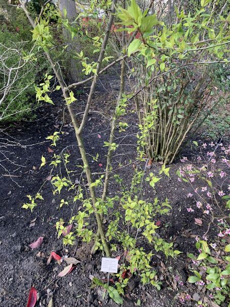 Prunus mume