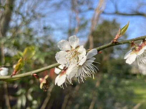 Prunus mume
