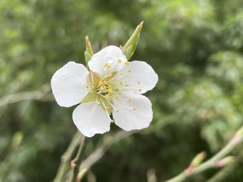 Prunus mume