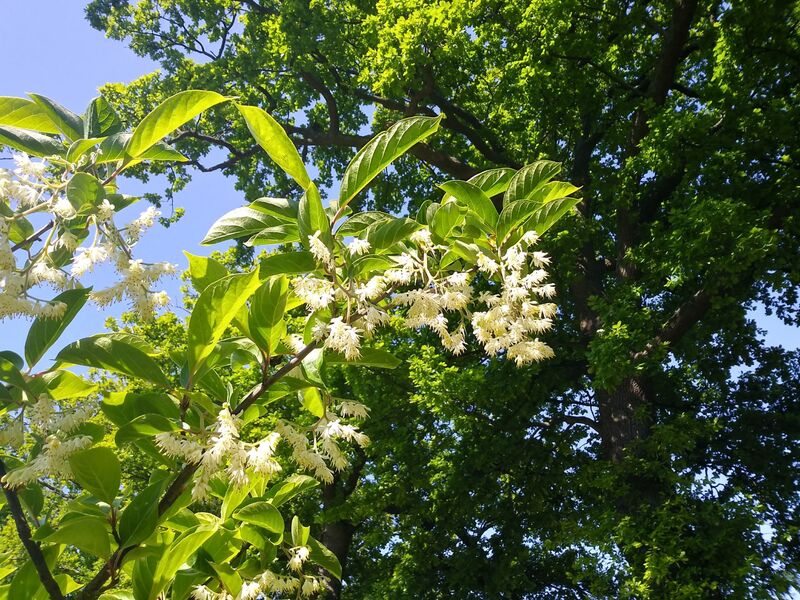 Pterostyrax hispidus