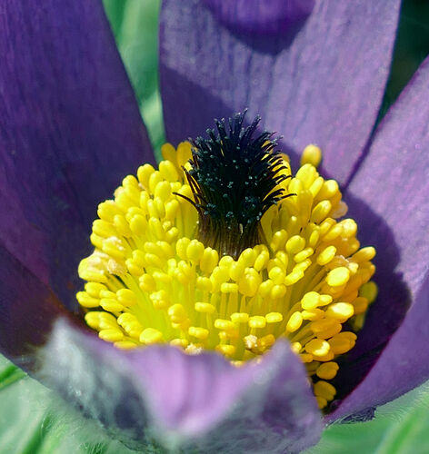 Pulsatilla vulgaris