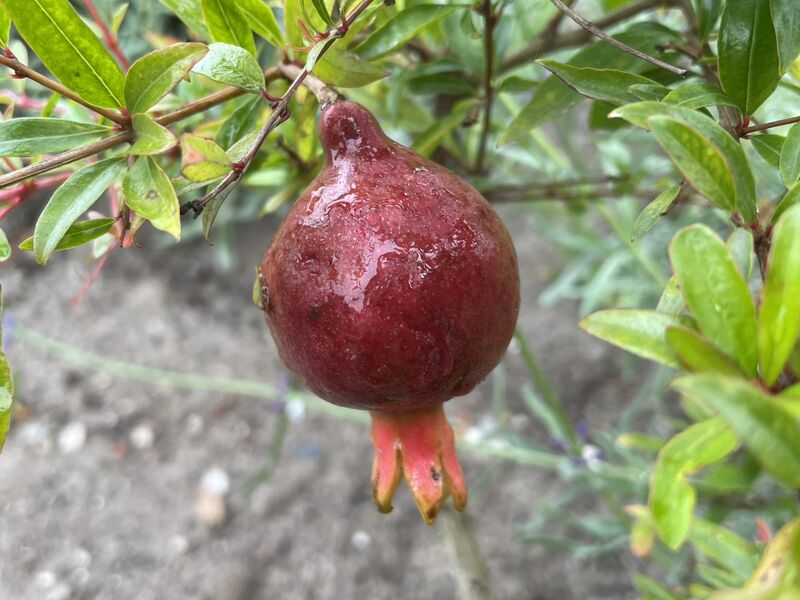 Punica granatum 'Nana'
