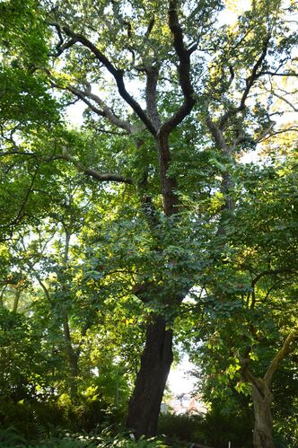 Pyrus nivalis